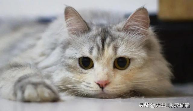 猫咪用膨润土好还是豆腐猫砂好（新手养猫之猫砂的选择）(6)