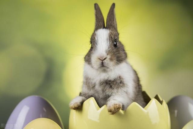 小幼兔要养多久才能生小兔（10天的小兔子喂奶粉能活吗）(2)