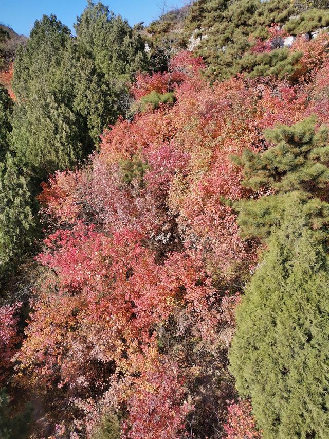 香山不止是秋天美丽 香山红叶不止是美