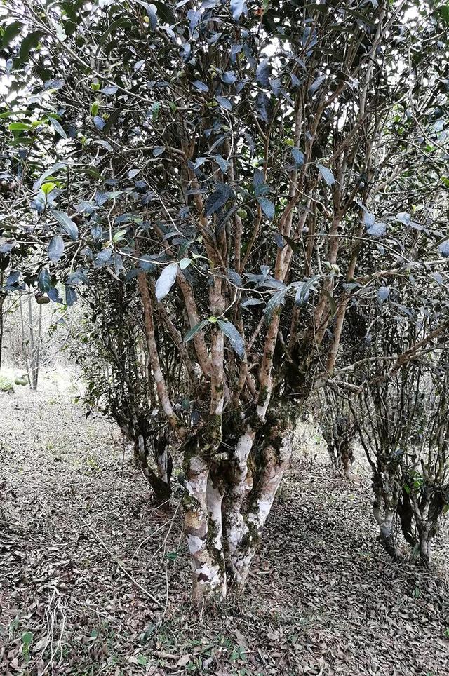 基诺族古茶树（基诺族守护的茶叶森林）(6)