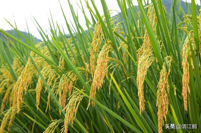 为什么种植籼稻比较多（籼稻最适宜种植在哪些地方）(1)