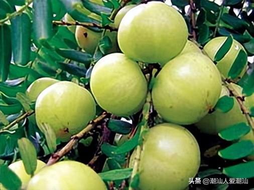 潮汕地区特有的甘草水果（潮汕地区种植的十大水果）(2)