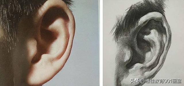 素描如何画正脸耳朵（武汉画室老师手把手教大家素描耳朵的画法图解）(2)