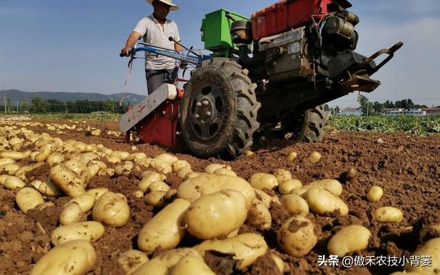 新品种马铃薯种植技术（种植马铃薯只要抓好这几点）(17)