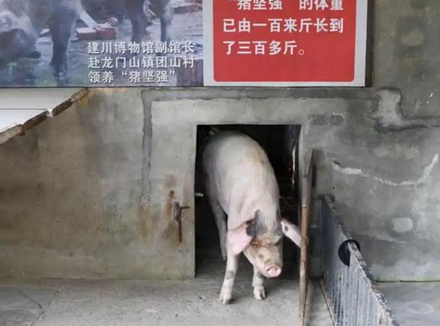 汶川地震被埋36天的猪坚强12岁（还记得汶川地震被困36天的猪坚强吗）(1)