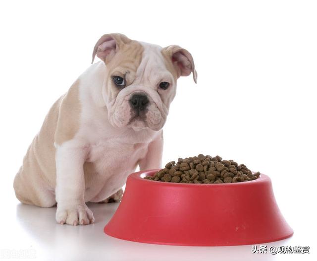 几周的狗可以吃狗粮（狗25天可以吃狗粮吗）(2)