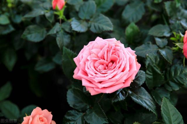 辉煌玫瑰花期 春见玫瑰的花期