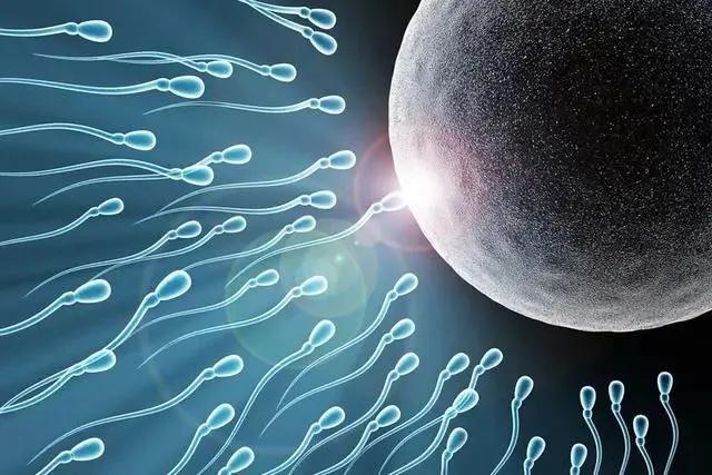 成熟的卵子排出了会有什么分泌物（那些没遇到精子的卵子）(2)