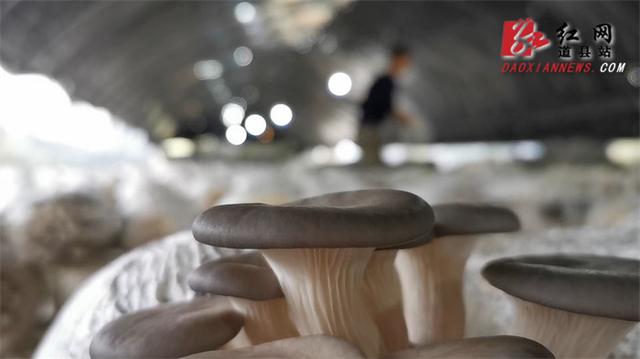 黎平大球盖菇最新种植技术（90后夫妻同心种植凤尾菇）(2)