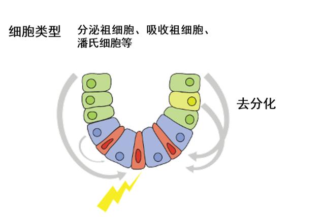 怎样修复肠道细胞（肠道的守护神肠道干细胞）(4)