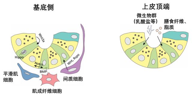 怎样修复肠道细胞（肠道的守护神肠道干细胞）(5)