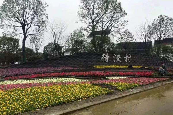 上海最美油菜花村（上海这个村住在花海里）(9)