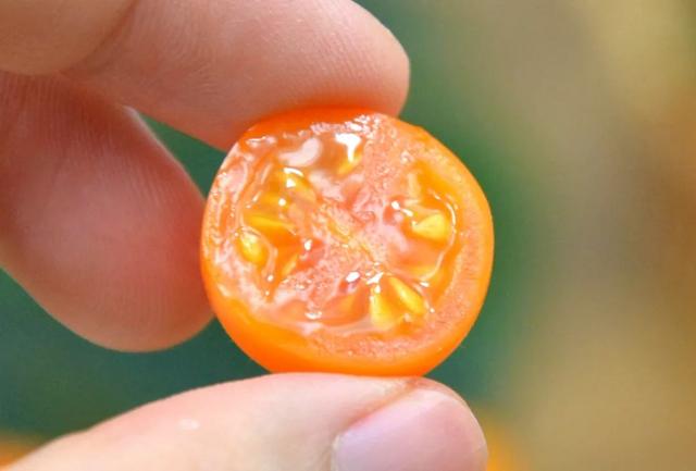 张家界吃过150元的西红柿（超市买不到的黄金铁皮小番茄）(15)