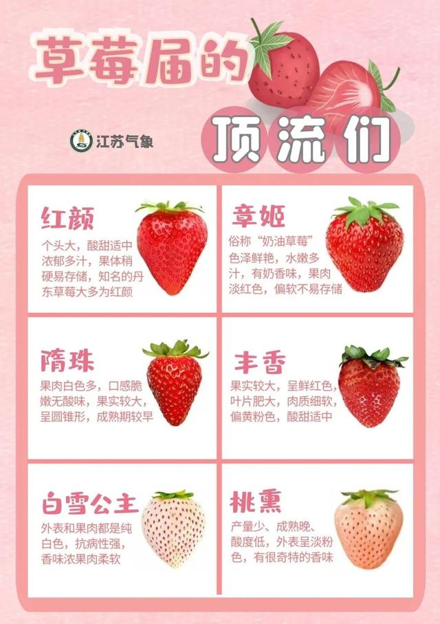 大棚草莓采摘什么时间（气象关草莓什么事）(2)