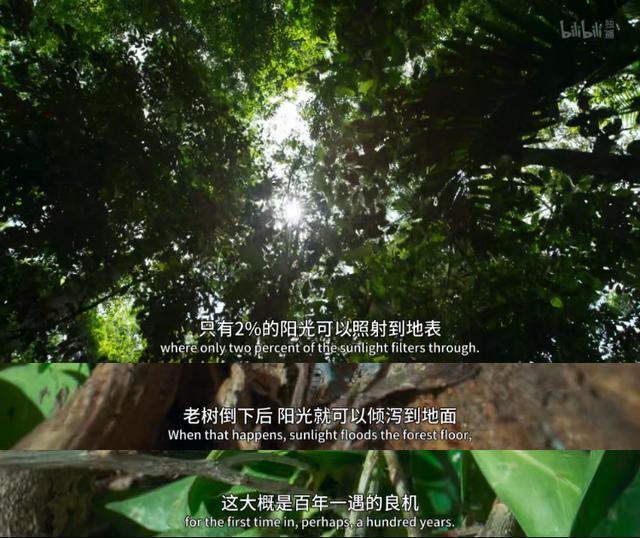 关于植物的自然的纪录片（首部沉浸式植物纪录片）(6)
