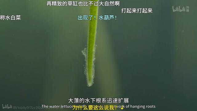 关于植物的自然的纪录片（首部沉浸式植物纪录片）(12)