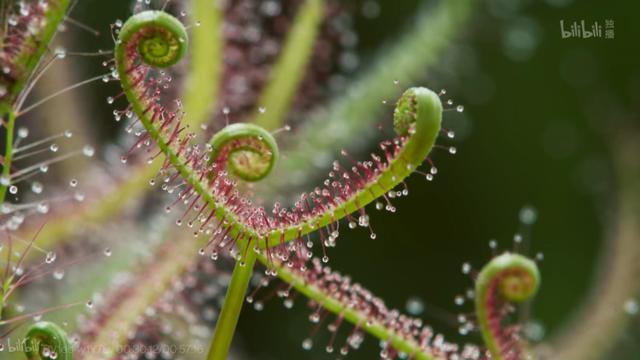 关于植物的自然的纪录片（首部沉浸式植物纪录片）(24)