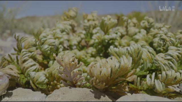 关于植物的自然的纪录片（首部沉浸式植物纪录片）(38)