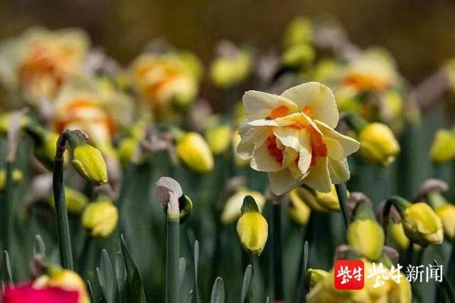 南京一年四季赏花路线（花花视界）