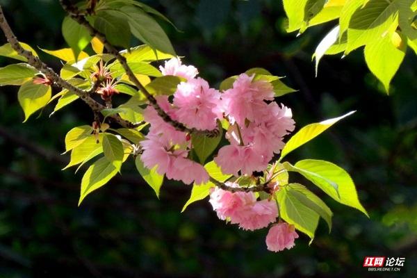 春天是一个美丽的季节百花齐放（又是一个美好的季节）(5)