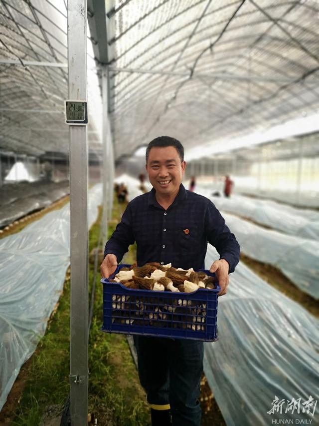 羊肚菌产业助增收 羊肚菌丰收促村集体经济(2)