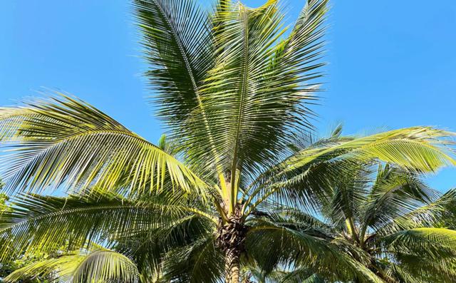 海南哪里可以爬椰子树（海南走笔包容的椰子树）(3)