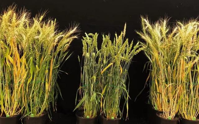 小麦缺苗什么原因引起的（寻回遗失基因让小麦高大高产）(1)