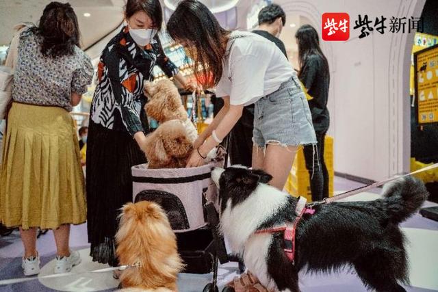 上海最大的宠物用品店实体店（国内首家宠物玩具实体互动体验店登陆南京）(5)