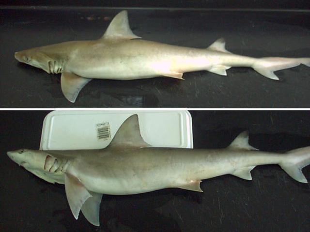 大白鲨能吃掉什么鲨鱼（网红否认用大白鲨做美食）(4)