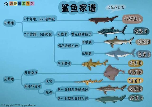 大白鲨能吃掉什么鲨鱼（网红否认用大白鲨做美食）(10)