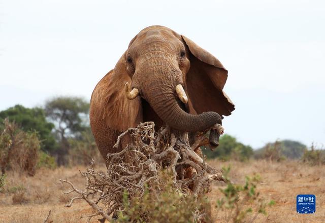 世界大象日数量（世界大象日关注非洲象）(2)