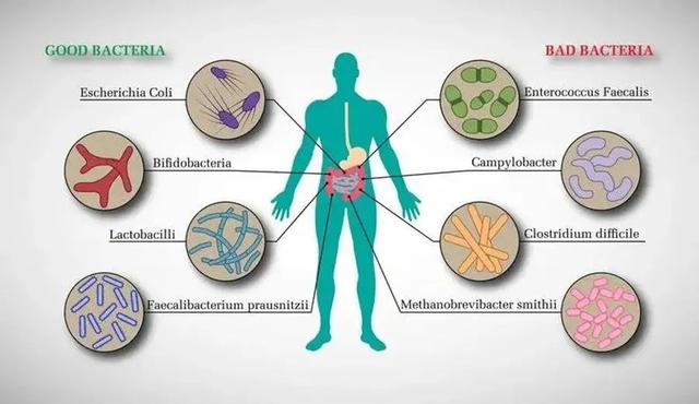 人体各个部位存在哪些微生物（为什么是比基因还独特的存在）(2)