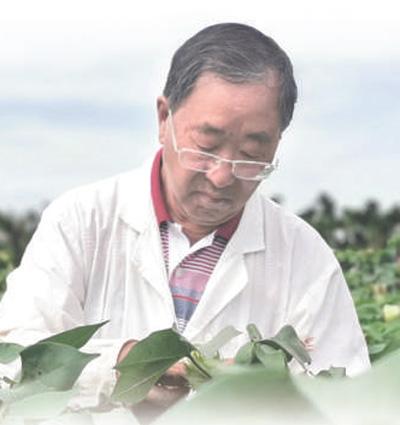 棉花育种土专家（72岁棉花生物育种专家郭三堆）(1)
