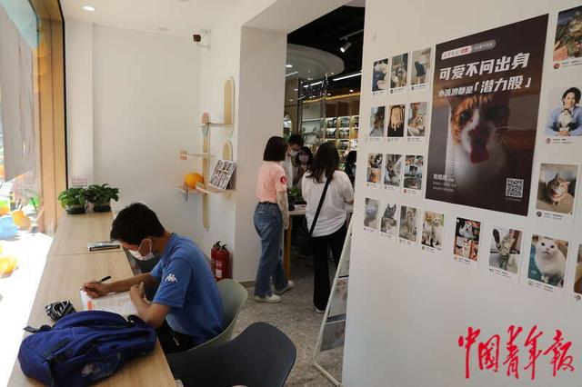 猫咪书店测评（萌宠书店亮相北京）(6)