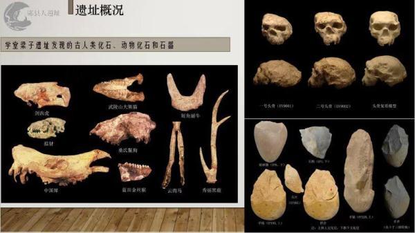湖北古人类头骨化石（距今百万年头骨化石实证我国百万年人类史）(2)