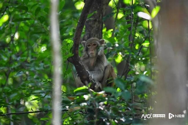 东莞大岭山森林公园发现猴子（东莞大岭山森林公园发现猕猴）