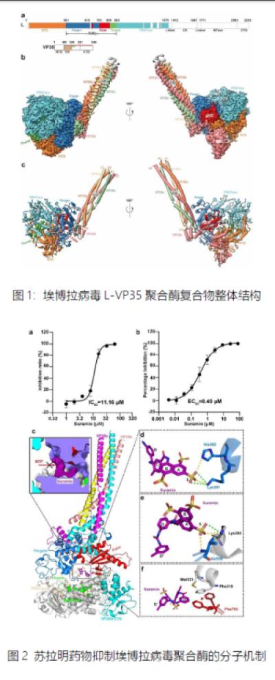 埃博拉病毒分子链（研究揭示埃博拉病毒聚合酶的分子机制）(1)