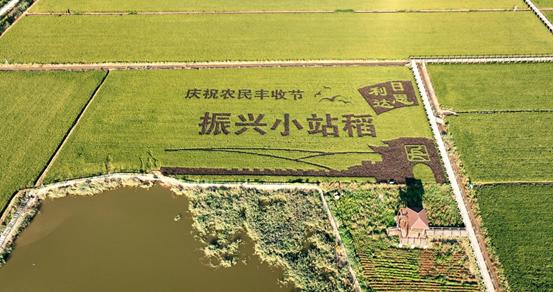 天津小站稻种植地点（在希望的田野上话）(5)