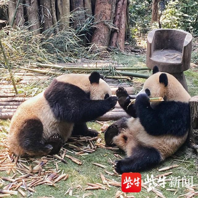 熊猫的宠粉日常（不会有人能拒绝）(2)