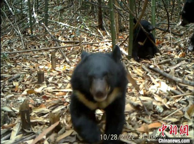 杭州发现野生黑熊（广东南岭首次记录到野生黑熊）