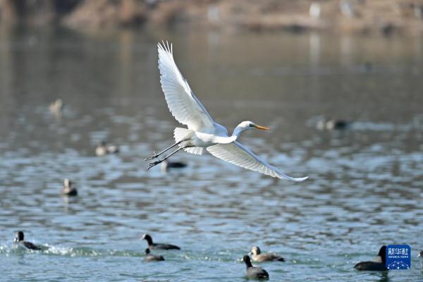 太原汾河边有哪些鸟类（珍稀鸟类汾河过冬）(1)