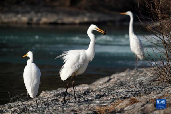 太原汾河边有哪些鸟类（珍稀鸟类汾河过冬）(9)