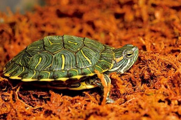 巴西龟到底在哪里可以放生（放生的巴西龟在野外泛滥成灾）(7)