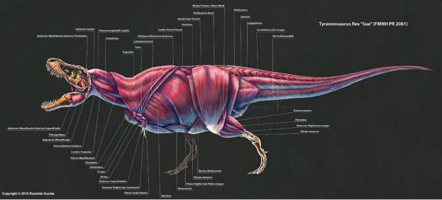 恐龙的演化过程是以什么为顺序（给灭绝的恐龙称体重）(7)