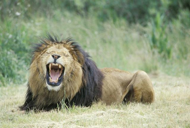 狮群的守护是母狮还是雄狮守护（狮群中的母狮都是狮王的老婆吗）(6)