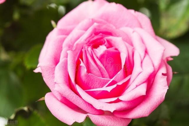 一颗桃红色的玫瑰花（一朵朵鲜红的花）(9)