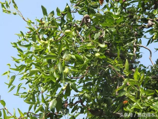 漂亮的枣树盆景 株形优美的龙枣树