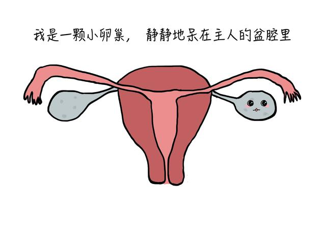 轻微卵巢囊肿蒂扭转可以不手术吗（卵巢囊肿蒂扭转不可大意）(2)