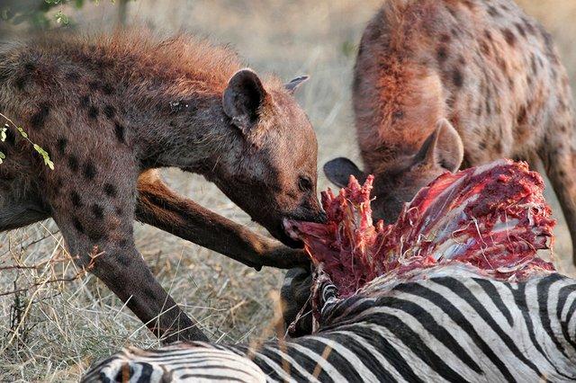 斑鬣狗进化过程（草原上的二当家）(7)